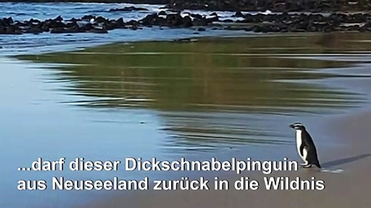 Kleiner Pinguin auf großer Tour