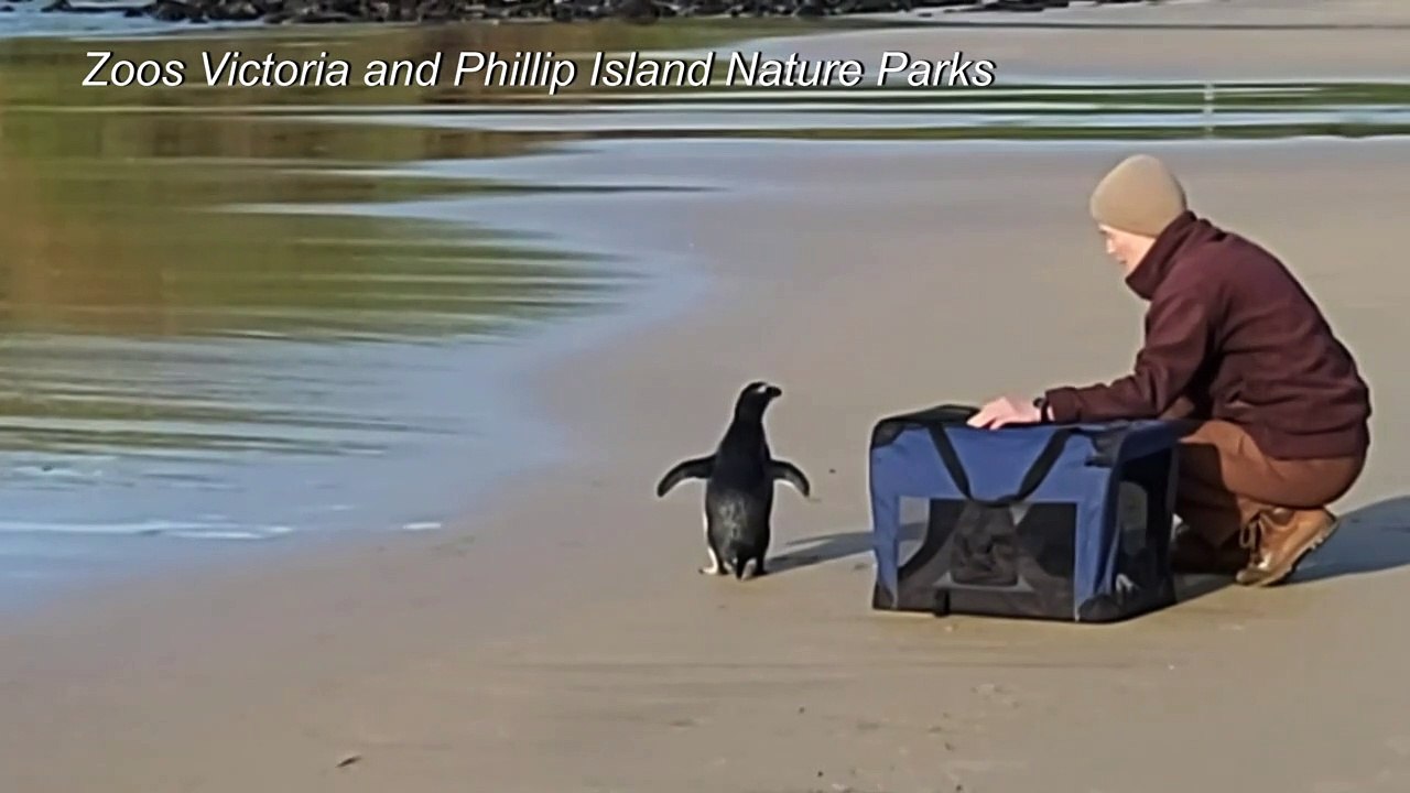 Kleiner Pinguin auf großer Tour