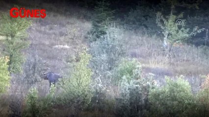 Kastamonu'da bozayılar görüntülendi