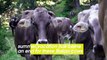 Italian Cows Say Good-Bye to Summer Vacation like the Rest of Us