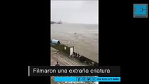 Filman a una extraña criatura nadando en una represa hidroeléctrica china