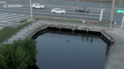 Dolphins trapped in canal are rescued by human chain in Florida