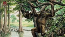 How a Rare Ape Fossil Could Shake Up What We Know About Human Evolution