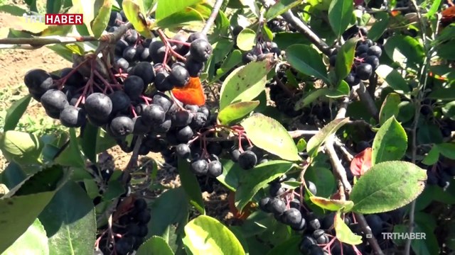 Aronya bitkisi Yalova iklimine uyum sağladı