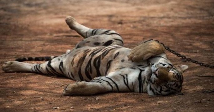 En Thaïlande, 86 des 147 tigres sauvés du Temple qui les maltraitait sont décédés