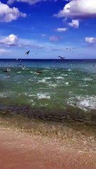 Mullet Fish in Miami