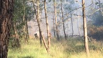 Les pompiers interviennent sur un feu de forêt