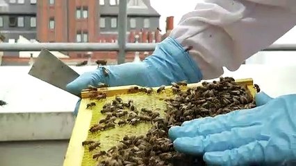 Liverpool One Beehives