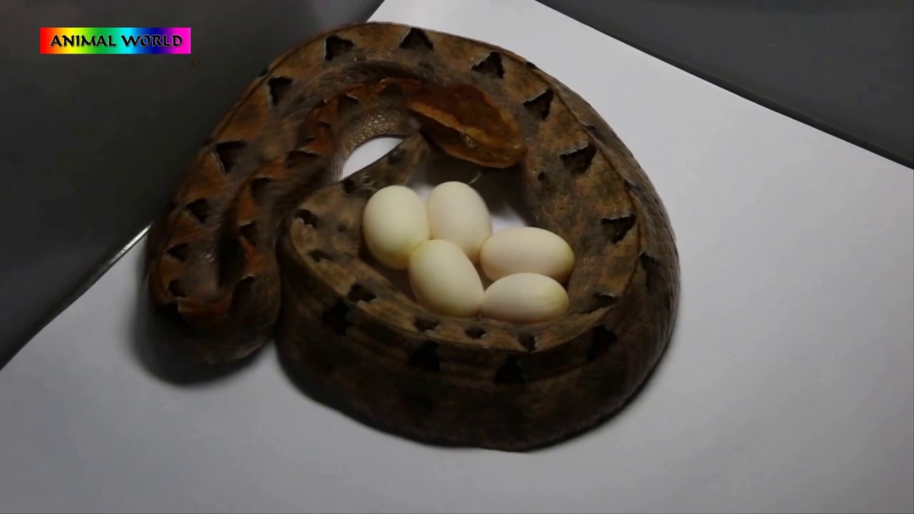 Malayan Pit Viper LAYS EGG