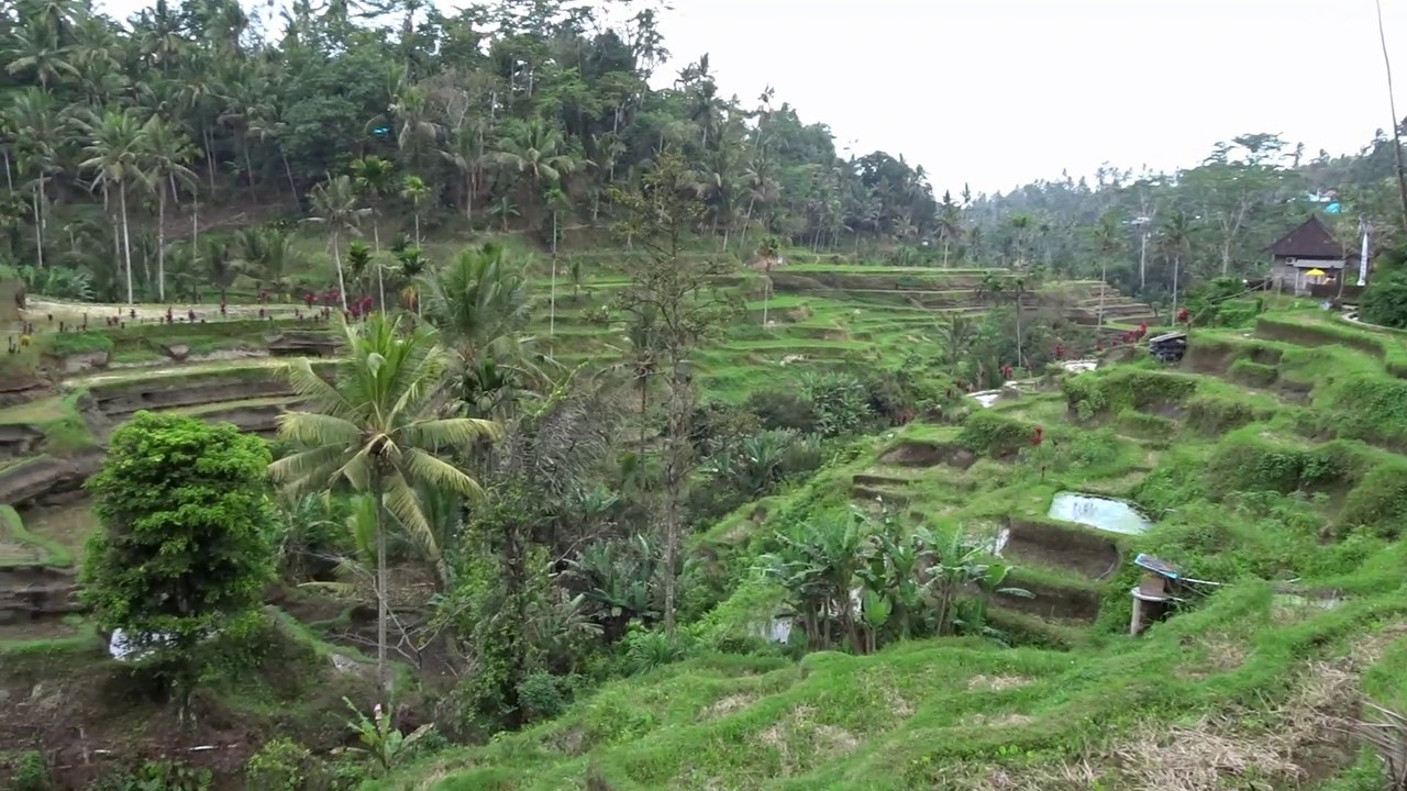 Rizières de Tegallalang à Bali