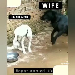 After Marriage - Husband & Wife | After Marriage Parithabangal | Just For Fun 