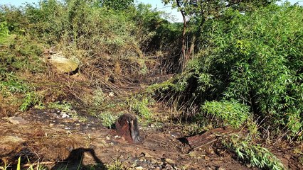 합천 대나무밭 화재로 80대 남성 사망 / YTN