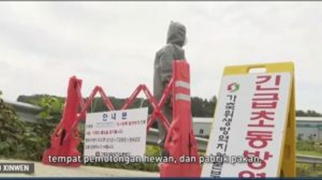 Lima Ekor Babi di Korea Selatan Terinfeksi Flu Babi
