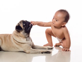Mascotas: charlas de bebés y perros