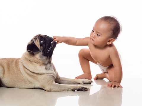 Mascotas: charlas de bebés y perros