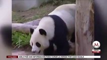 Fallece panda gigante en zoológico de Tailandia