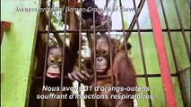 Les orang-outans de Bornéo menacés par les grands feux de forêt