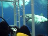 Un grand requin blanc fait une grosse frayeur à des plongeurs en cage au large de Guadalupe, Mexique