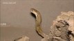 Une famille découvre un cobra dans les murs de leur maison à Odisha, Inde