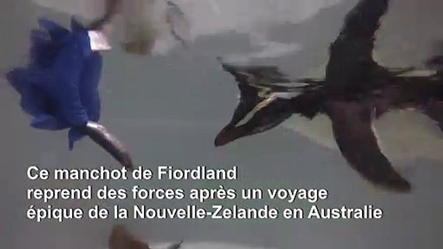 Voyage épique d'un petit manchot de Nouvelle-Zélande à l'Australie