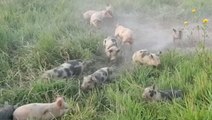 It's Playtime For These Rambunctious Piglets