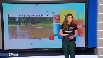 فيل ينقذ إنسانا من الغرق بموقف نبيل وحميمي