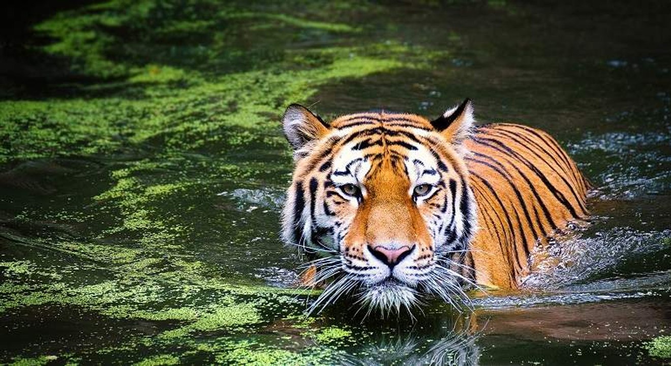Los animales y su sexto sentido capaz de predec...