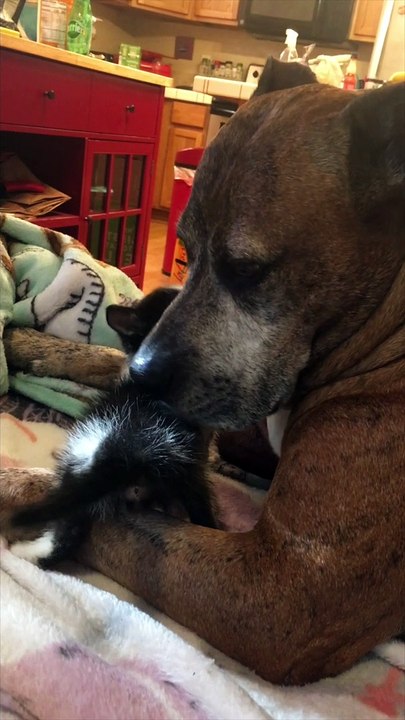 Doggo Keeps Cool with New Kitten