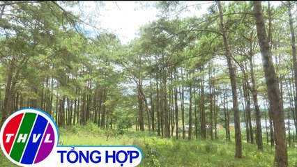 THVL | Phát hiện thêm một vụ đầu độc hơn 600 cây thông tại Đắk Nông