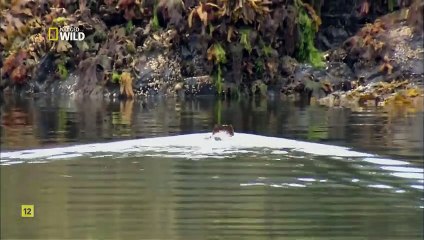 batalla-grizzly-documental
