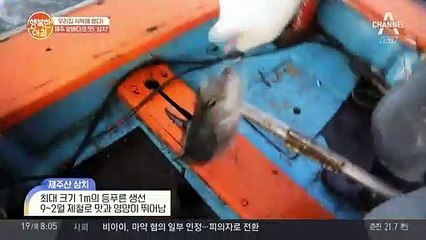 지금이 제철 제주산 삼치! 이상권 셰프가 알려주는 싱싱한 삼치 고르는 TIP