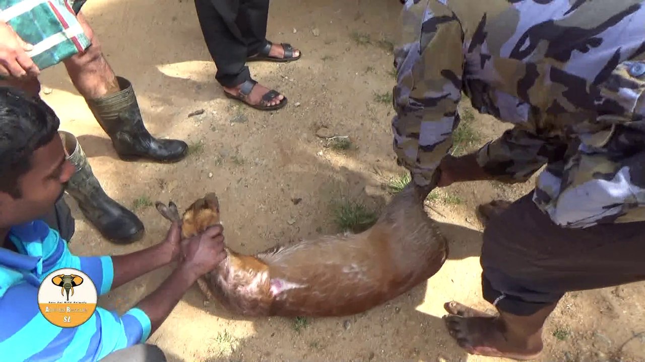 Rescued barking deer!