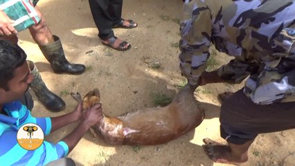 Rescued barking deer!
