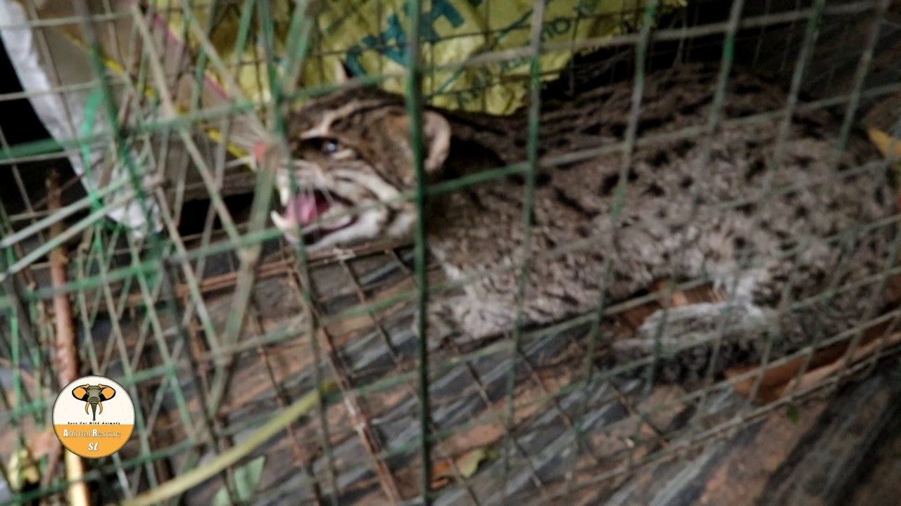Rescued fishing cat!