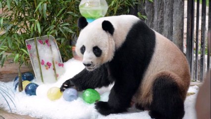 ช็อค!”ช่วงช่วง”ตายแล้ว ผอ.สวนสัตว์เชียงใหม่เผย นั่งกินเดินเล่นก่อนล้ม ทีมสัตวแพทย์รุดช่วยแต่ไม่ทัน!!! (เกาะกระแสเรื่องดัง No.110)