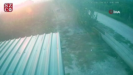 Koyunları "otlata otlata" çaldılar