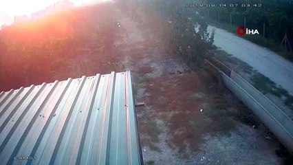 Koyunları "otlata otlata" böyle çaldılar