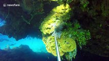 Hungry shark rips lionfish from diver's spear in the Bahamas