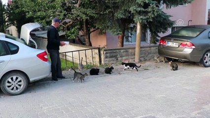 Baba vasiyeti üzerine hayatını sokak hayvanlarına adadı - BOLU