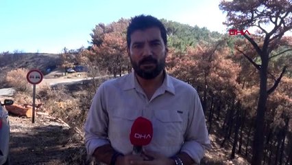 İzmir'de yanan ormanlık alan şubat ayına kadar ağaçlandırılacak