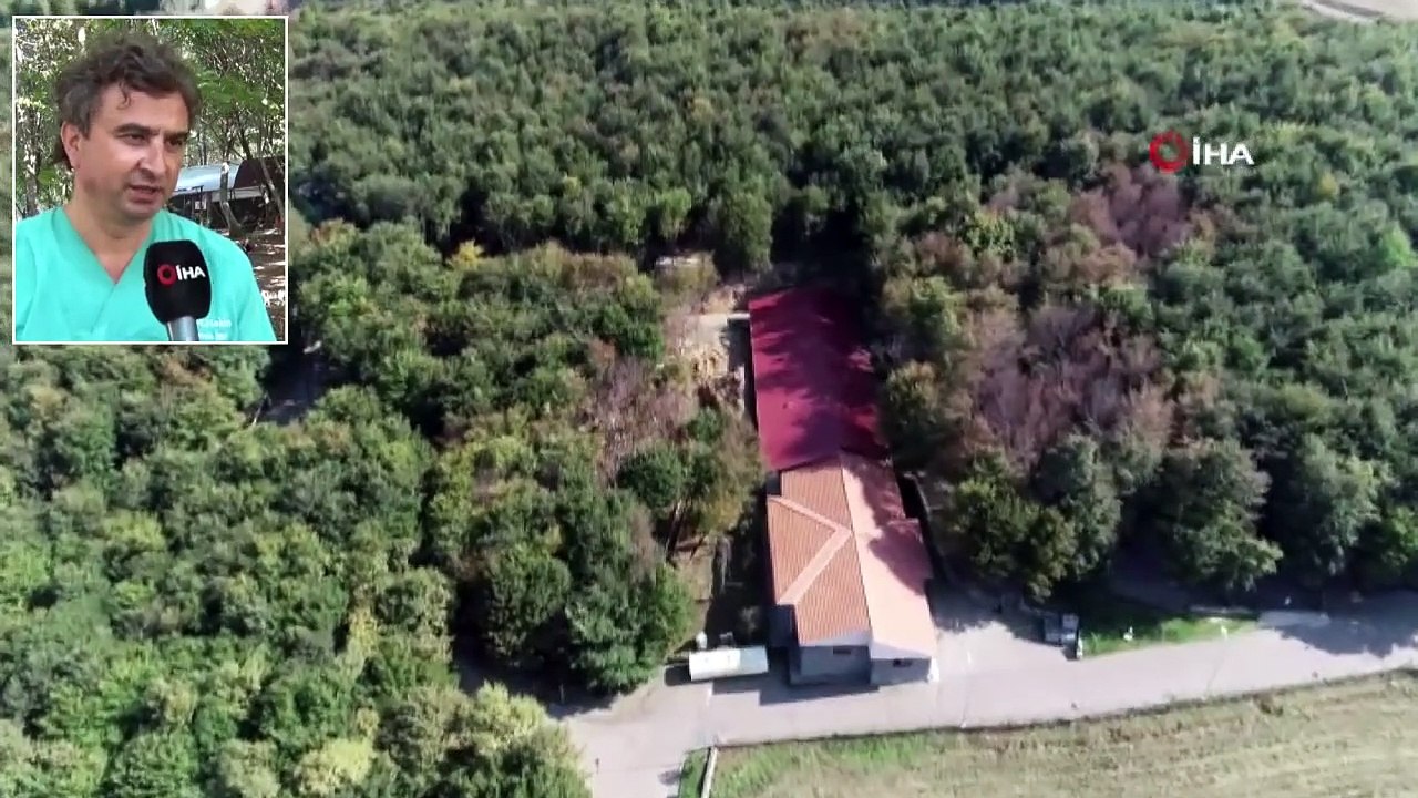 Müziği Duyan Yüzlerce Kedi Yemeğe Koşuyor