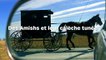 La police recherche deux Amishs qui buvaient en conduisant leur calèche tunée !