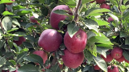 Niğde elması ihracatında hedef 10 bin ton