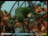 وثائقي (اليغور القط المرقط) بدون موسيقى  (تم التسجيل بواسطة قناةAbofisl111 على اليوتيوب الديليموشن)