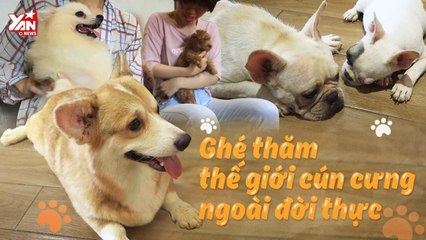 TỚI THĂM THẾ GIỚI DÀNH RIÊNG CHO CÚN CƯNG-YANNEWS