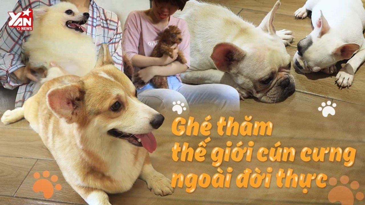 TỚI THĂM THẾ GIỚI DÀNH RIÊNG CHO CÚN CƯNG-YANNEWS