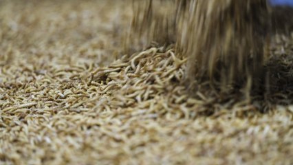 Ÿnsect, la "fermilière" qui transforme les insectes en protéines