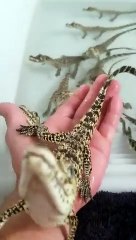 Cris de bébés crocodiles