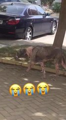 Stray dog found days from death in Bulgaria