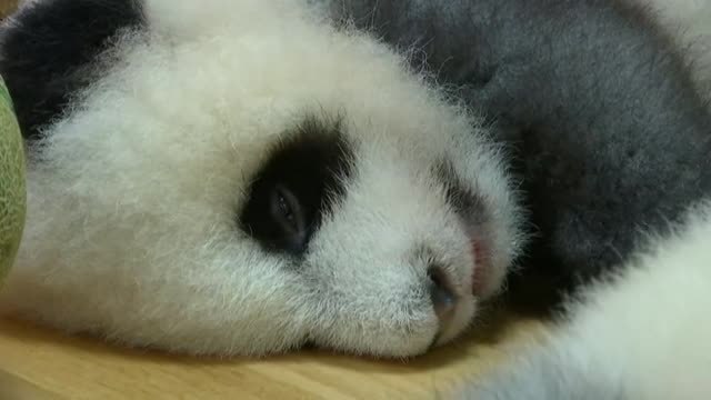 Nace en China un singular panda de pelaje gris